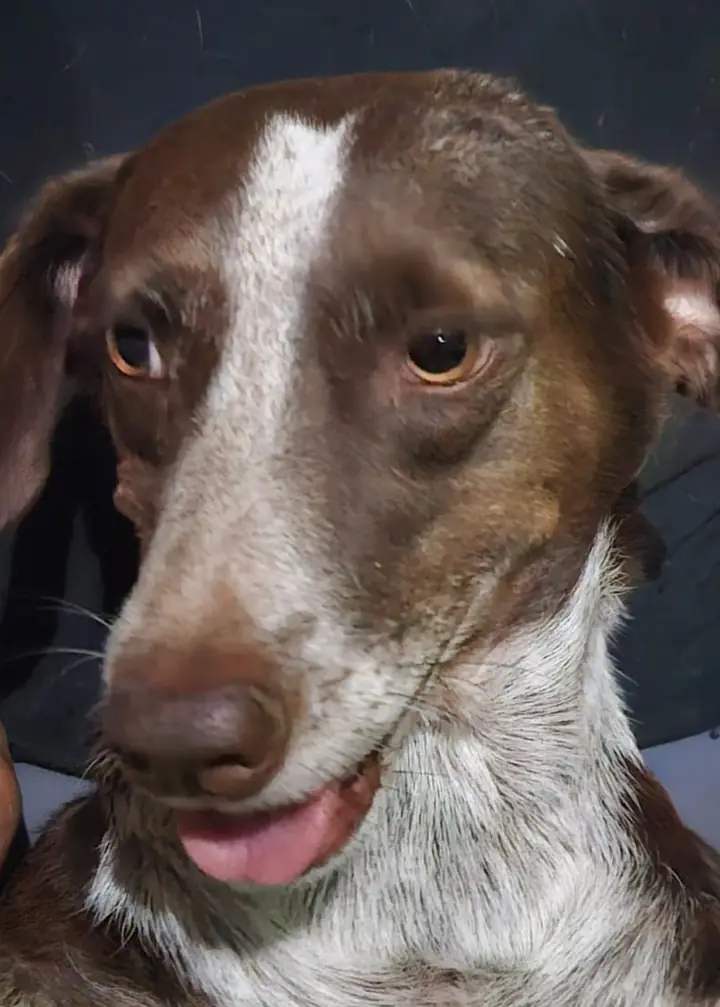 Cão acolhido aguardando uma família