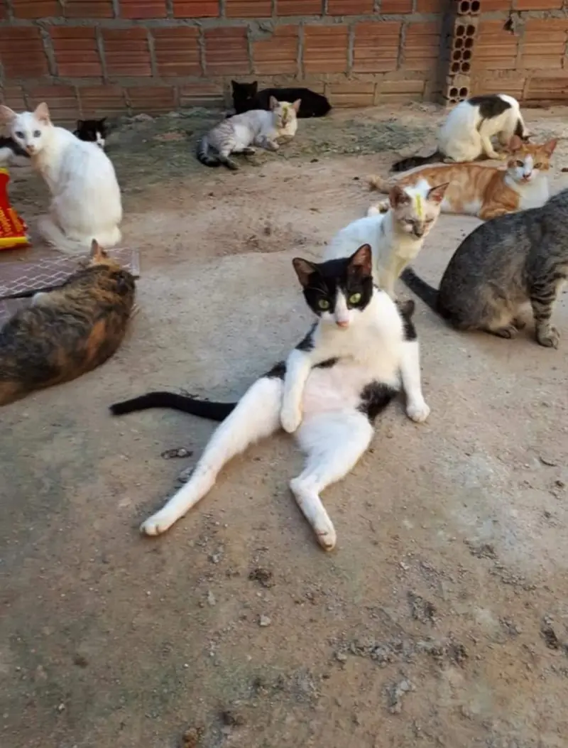 Gatos acolhidos que podem ser ajudados por voluntários