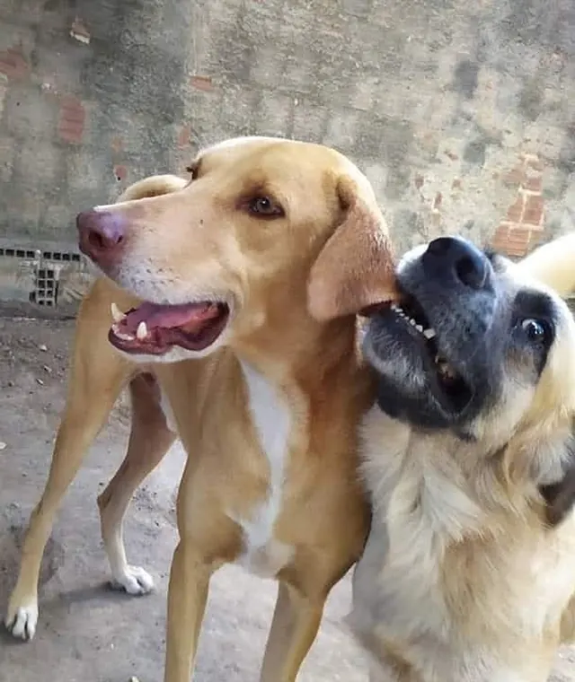 Cães acolhidos pelo Animal Esperança em União dos Palmares