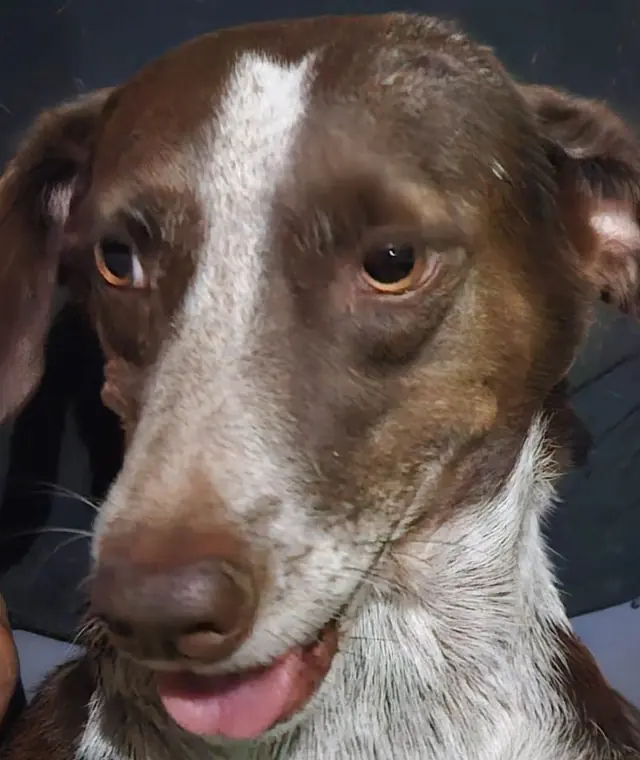 Cão acolhido pelo Animal Esperança esperando cuidado voluntário