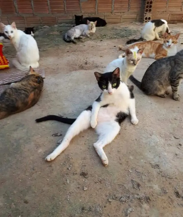 Gatos acolhidos aguardando adoção responsável em União dos Palmares
